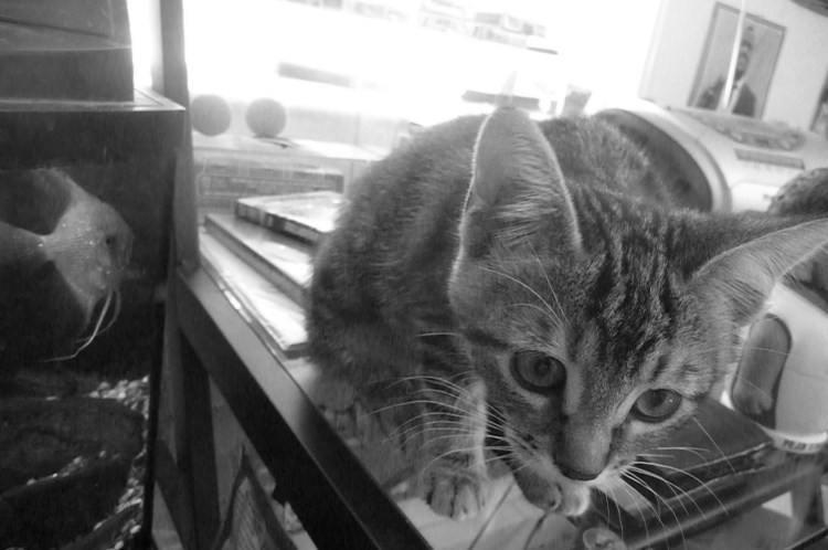 Fish watching Ducky watch-Greyscale